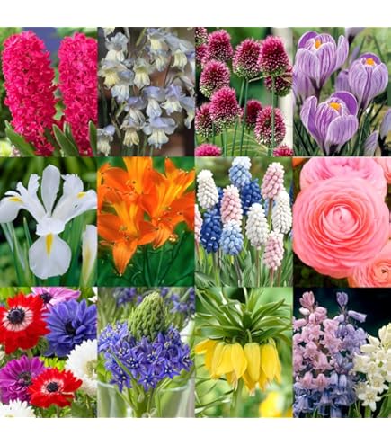 Amazon.co.jp: カンナ 球根 葉も楽しめるカンナ 【 ダーバン 】 1球